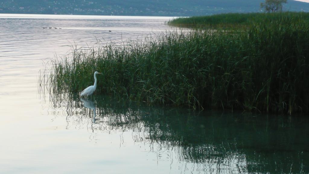 Aranyhid Hotel Balatonboglár Eksteriør billede